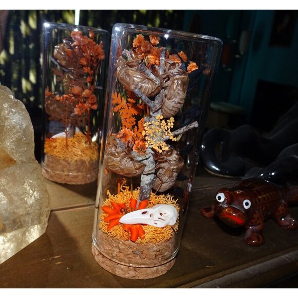 Cicada Skins Autumn Flowers Nature Art Oddity Jar mini Raven Skull goth witchy - Picture 16 of 16